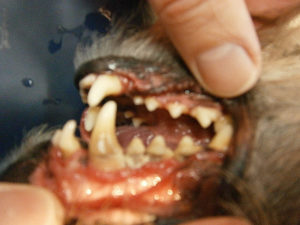 When's the last time your pet went to the dentist? 2
