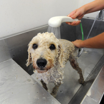 Mosman Vet Cat Grooming & Dog Baths 1